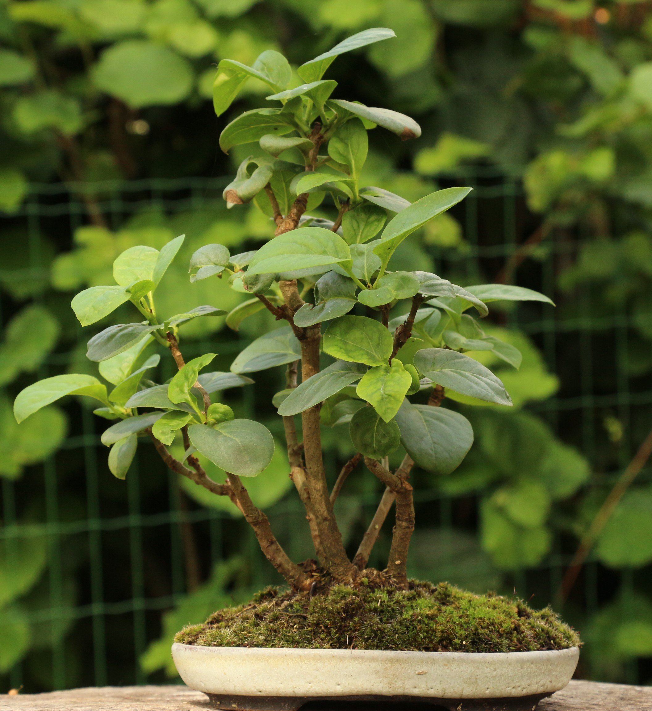 Lilas - Syringa vulgaris - Kabudachi -Bonsaï Shohin