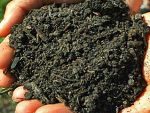 Compost Caractérisant