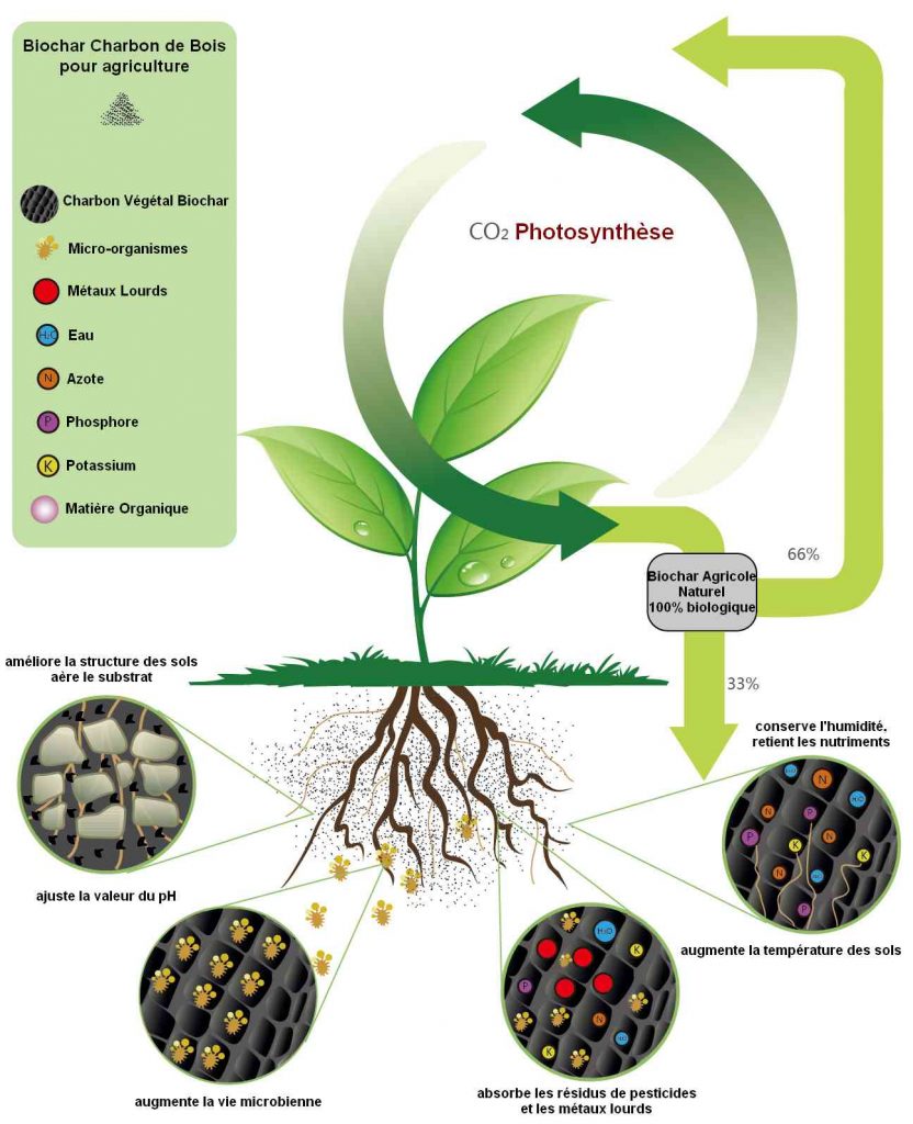 Les avantages du biochar dans le cycle de vie d'une plante