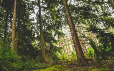 Les mycorhizes, alliées historiques des arbres