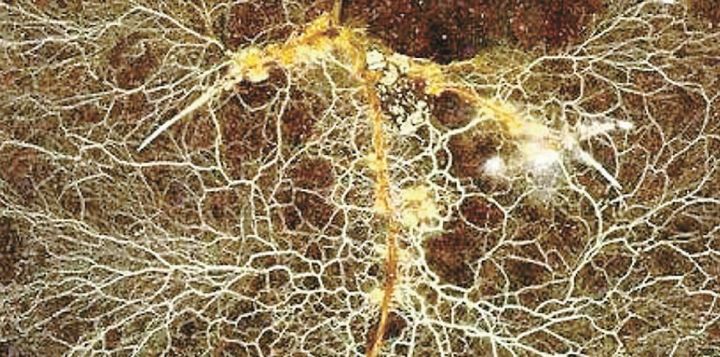 Les mycorhizes de l’arbre