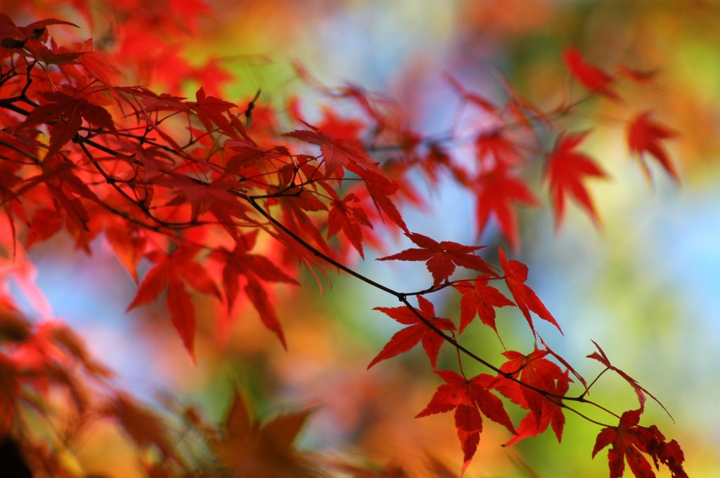 Feuille d'automne