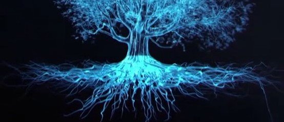 La nutrition des arbres