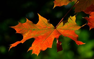 Les différentes chutes des feuilles