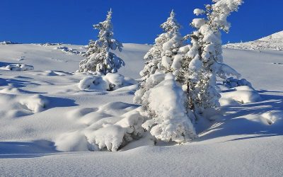 Résistance aux froids hivernaux