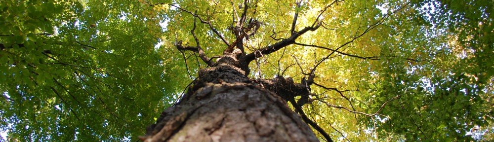 L'arbre, un organisme vivant complexe