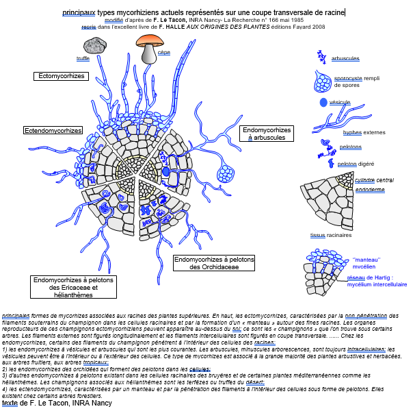 Les principaux types mycorhiziens actuels