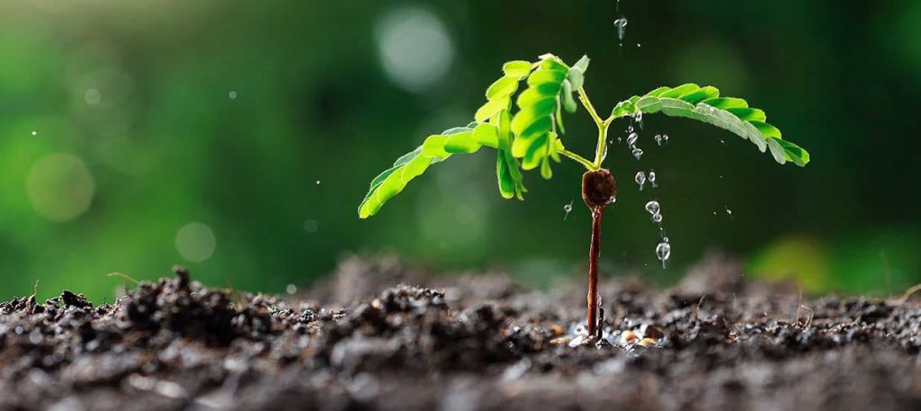 Arrosage : les besoins en eau d'un arbre bonsaï.