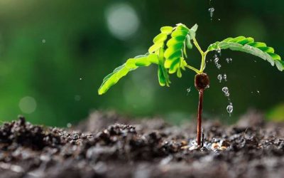 Les besoins en eau de l’arbre