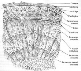 Coupe transversale tronc microscopique