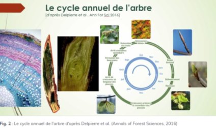Cycle annuel de l'arbre