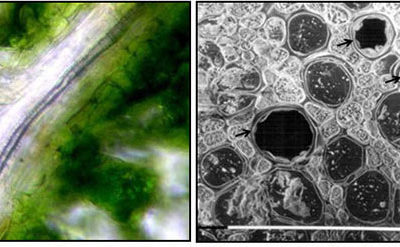 L’embolie des arbres : comprendre un phénomène hydraulique vital