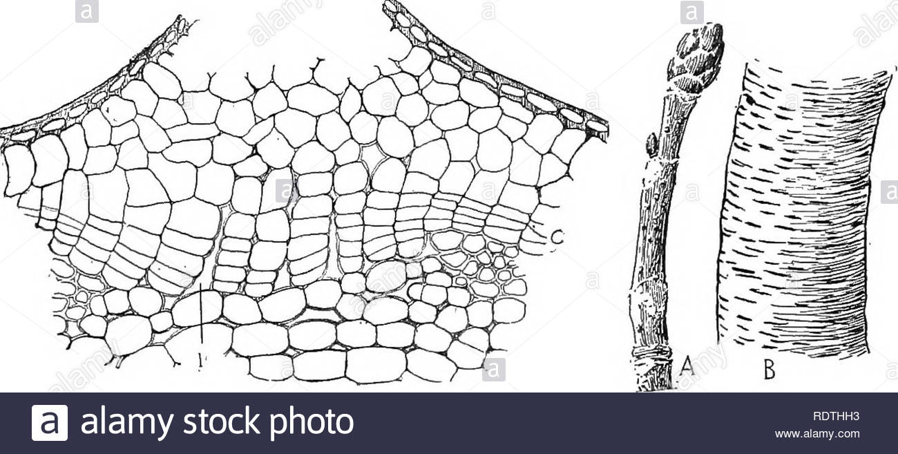 coupe micro lenticelles