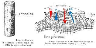 coupe micro lenticelles angiospermes