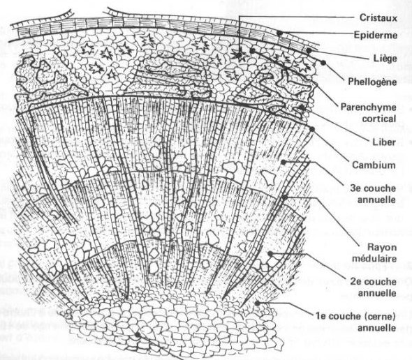 coupe tronc microscopique