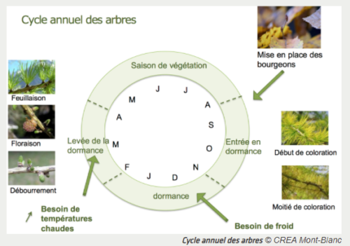 Cycle annuel de l'arbre