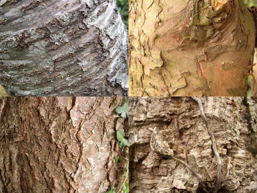 ecorce arbres 2