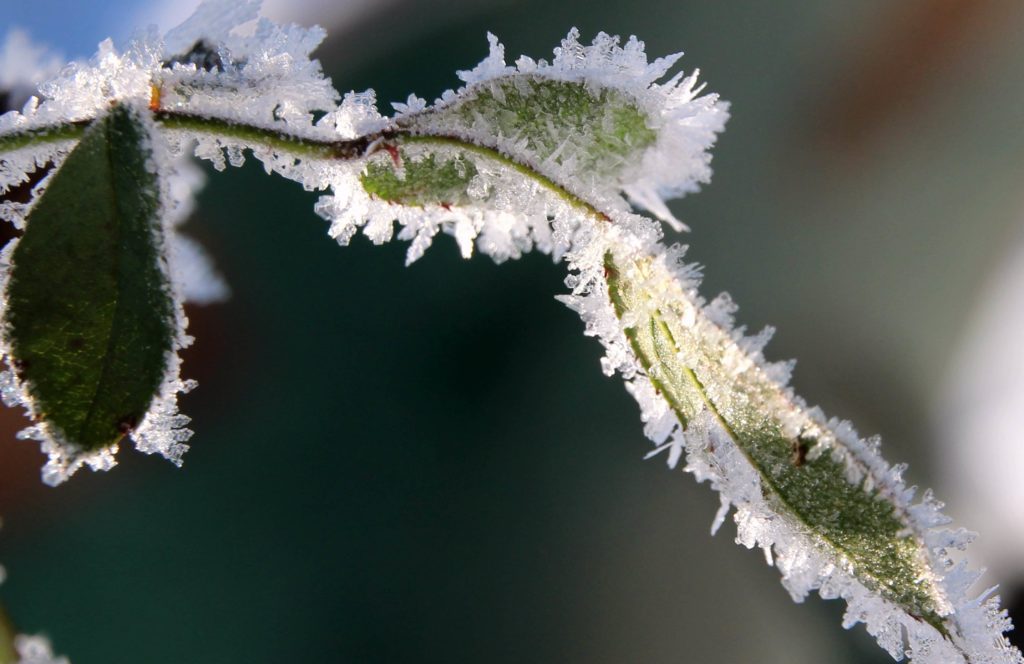 Gelée blanche