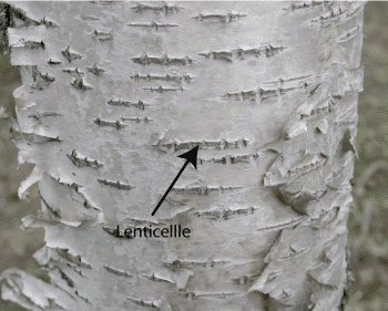 lenticelle photo