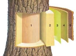 Schéma de la coupe d'un tronc montrant les 5 strates de tissus de bois