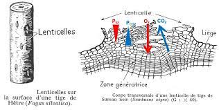 Coupe transversale lenticelle de tige de sureau