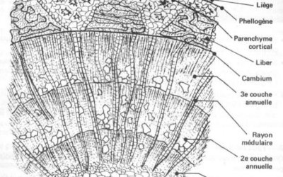 La biologie des arbres