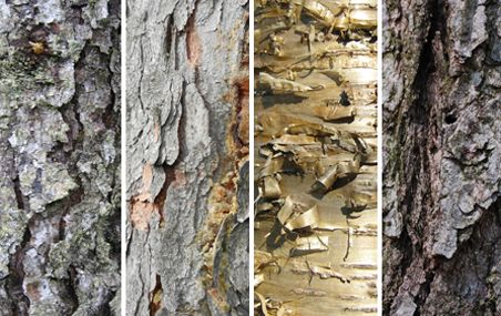 Ecorces de différents types d'arbre
