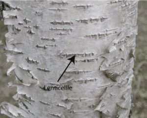 Lenticelle tronc d'arbre