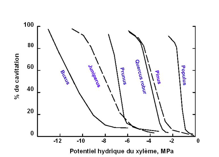 Potentiel hydrique du peuplier