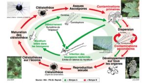 Cycle biologique de l'Oïdium