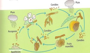 Cycle biologique de l'Oïdium