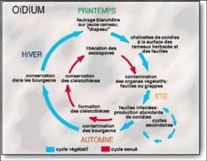 Cycle biologique de l'Oïdium et saisons