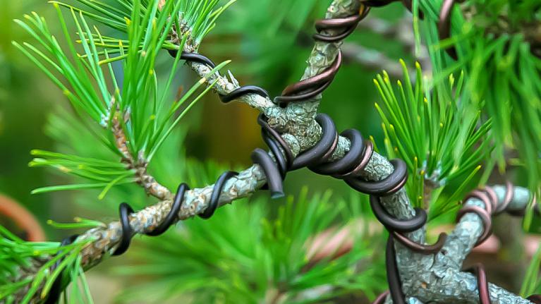 Ligature bonsaï sur pin