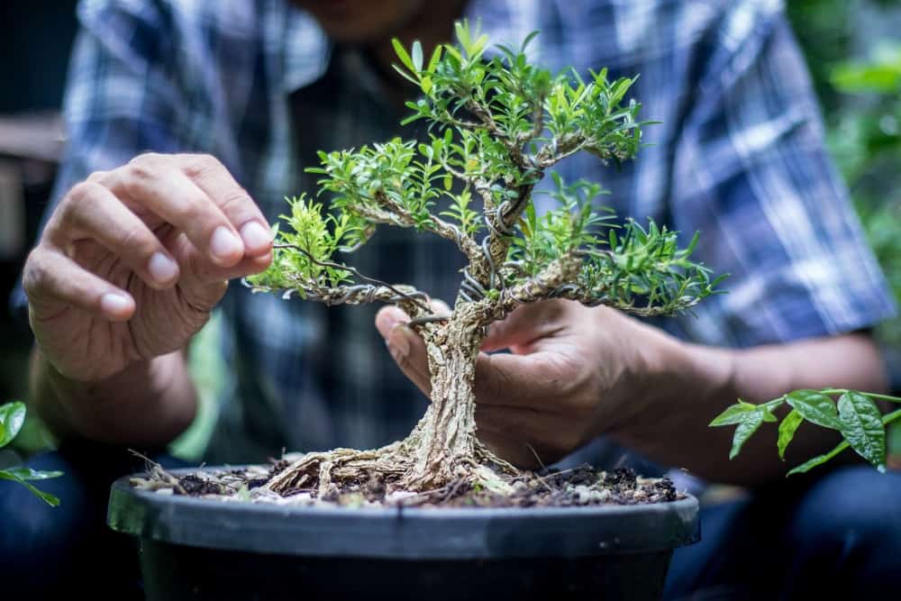 Quand tailler mon arbre bonsaï ?