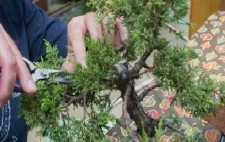 4 techniques de taille de l’arbre bonsaï