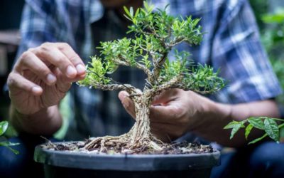 Quand tailler mon arbre bonsaï ?