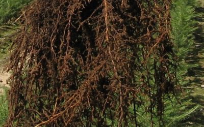 Les différents « Rempotages »