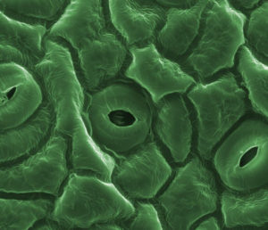 Stomate vue au microscope