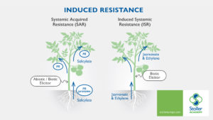 Mécanisme de défense contre les stress ISR : Résistance Systémique Induite