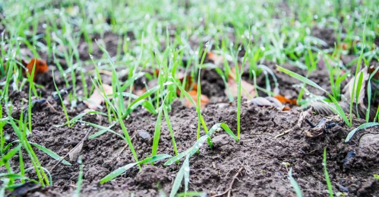 La vernalisation : qu’est-ce que c’est ?