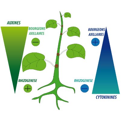 Rapport Auxines Cytokinines