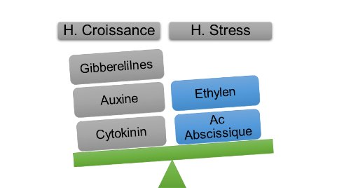 Equilibre entre les hormones de croissance et de stress
