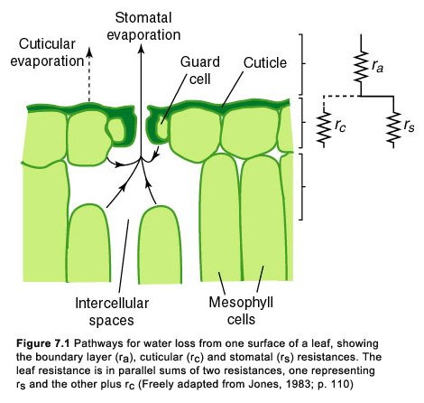 Transpiration des plantes via les stomates