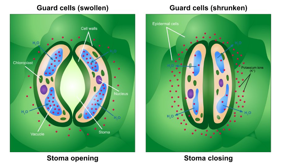 Stomates et cellules de garde