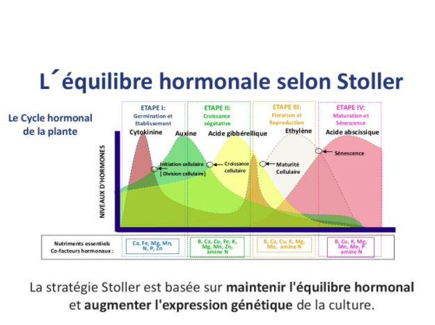 L'équilibre hormonal selon Stoller