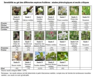 Fiches phénologique sensibilité gel printanier