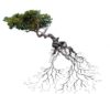 Arbre bonsaï Yamadori