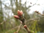 Fiches Phénologiques arbres forestiers