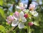 Fiches Phénologiques arbres à fleurs & fruits