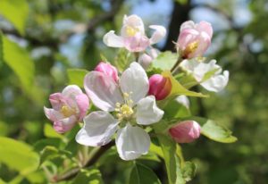 Fiches Phénologiques arbres à fleurs & fruits